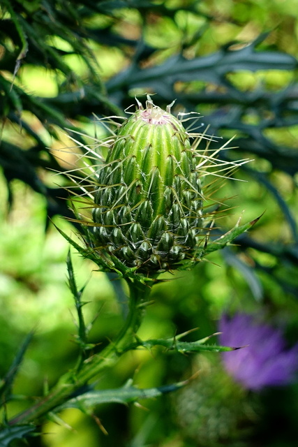 Cirsium discolor