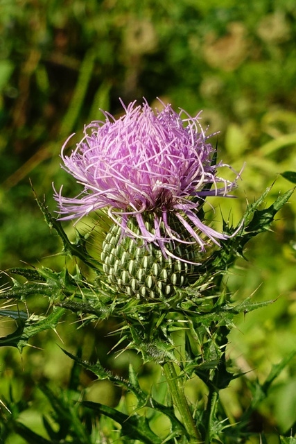 Cirsium discolor