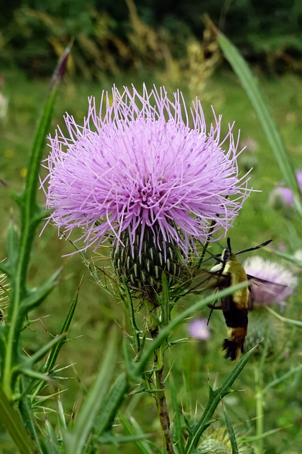 Cirsium discolor