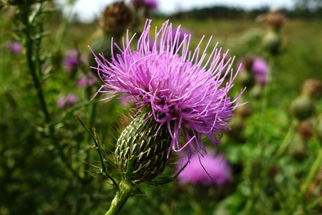 Cirsium discolor