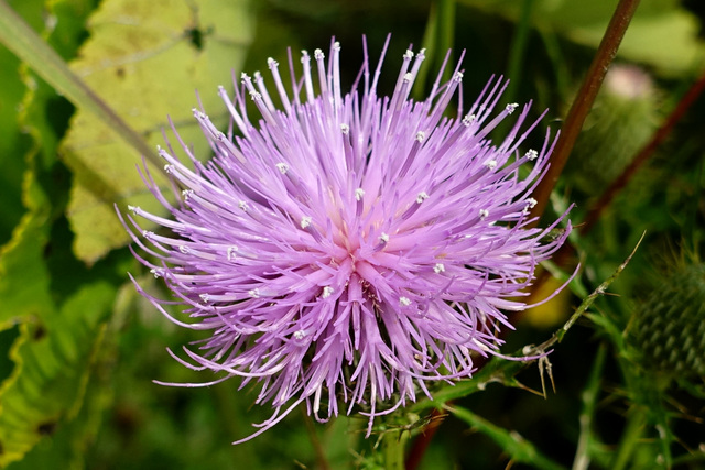 Cirsium discolor