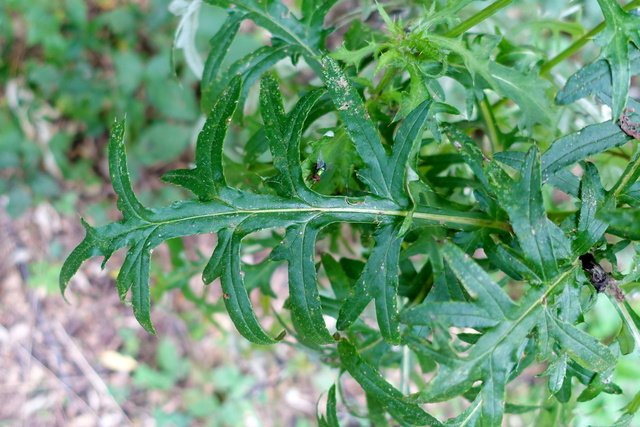 Cirsium discolor - leaves