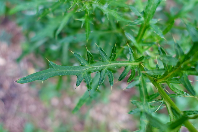 Cirsium discolor - leaves