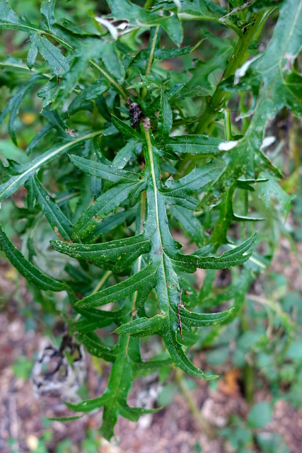 Cirsium discolor - leaves