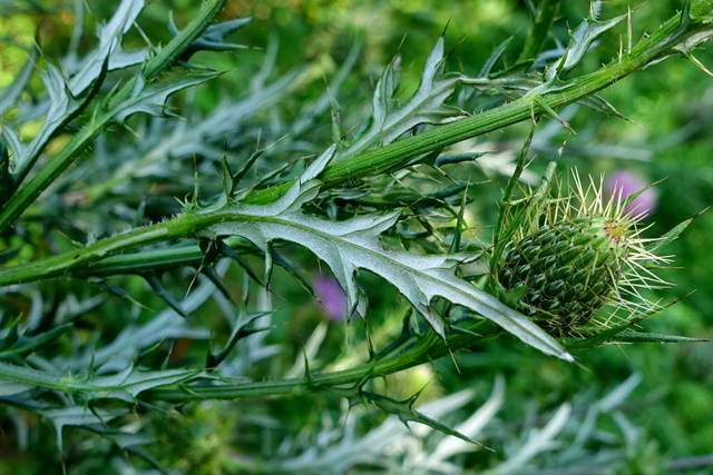 Cirsium discolor - leaves