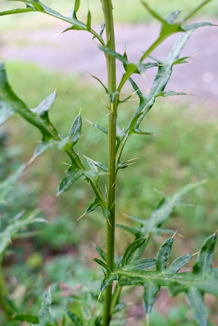 Cirsium discolor - stem