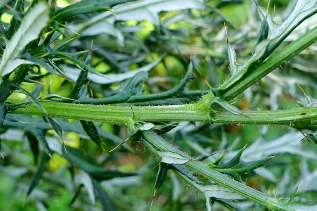 Cirsium discolor - stem