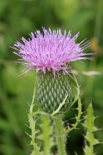Cirsium pumilum