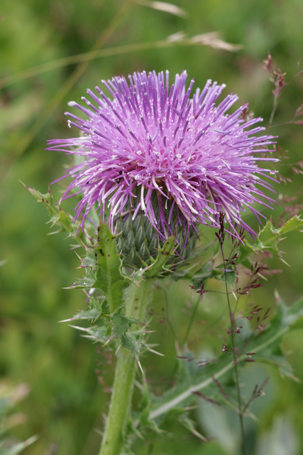 Cirsium pumilum