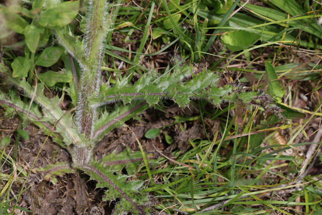 Cirsium pumilum - leaves