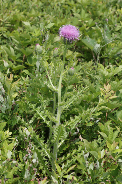Cirsium pumilum - plant