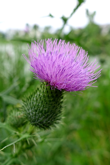 Cirsium vulgare