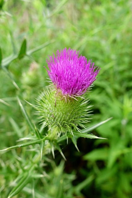 Cirsium vulgare