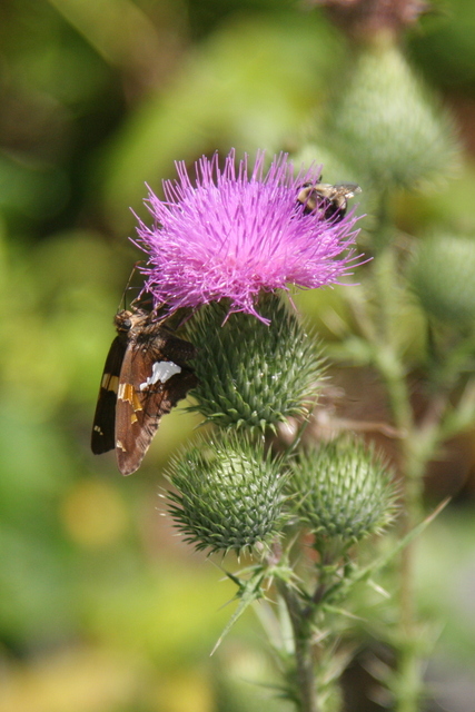 Cirsium vulgare