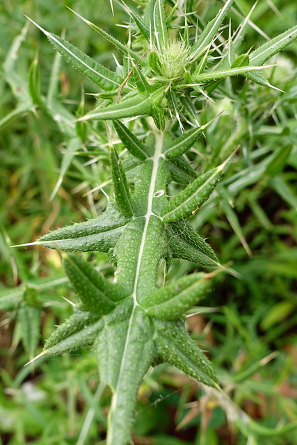 Cirsium vulgare - leaves