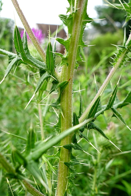 Cirsium vulgare - stem