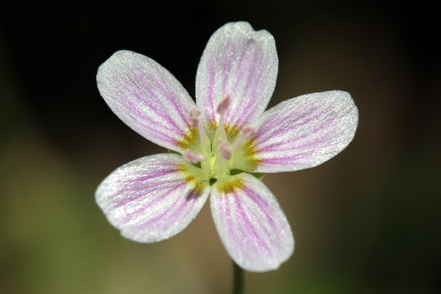 Claytonia virginica