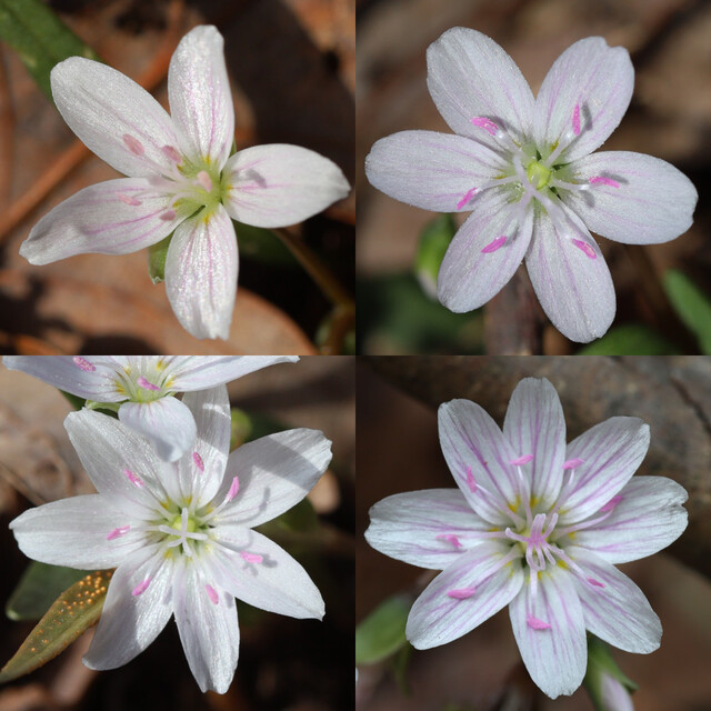 Claytonia virginica - flower variation