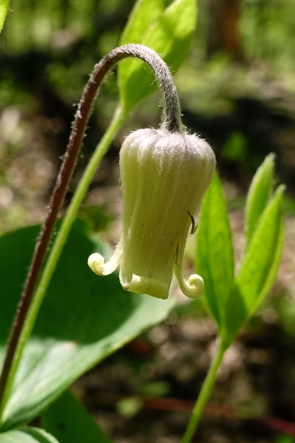 Clematis ochroleuca