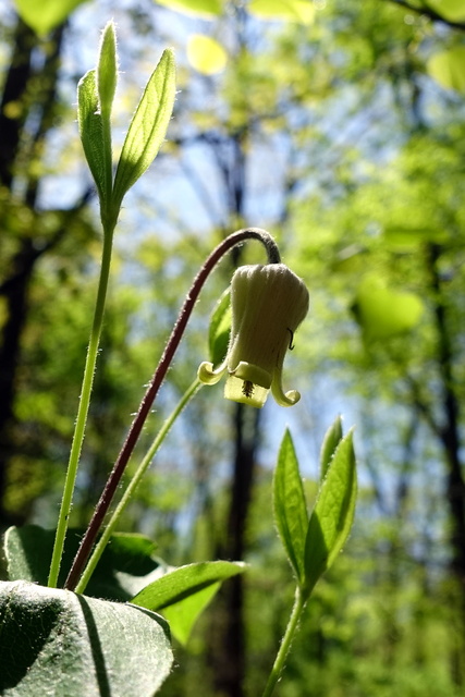 Clematis ochroleuca