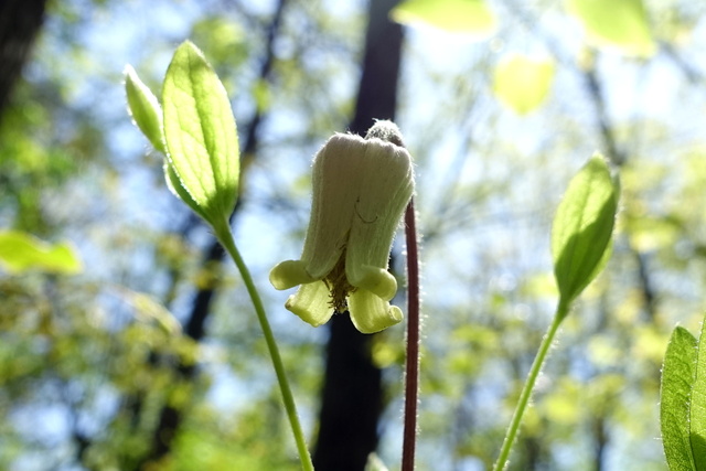 Clematis ochroleuca