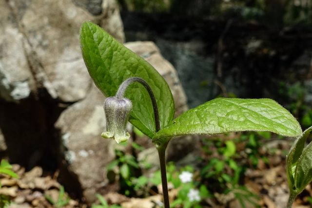 Clematis ochroleuca