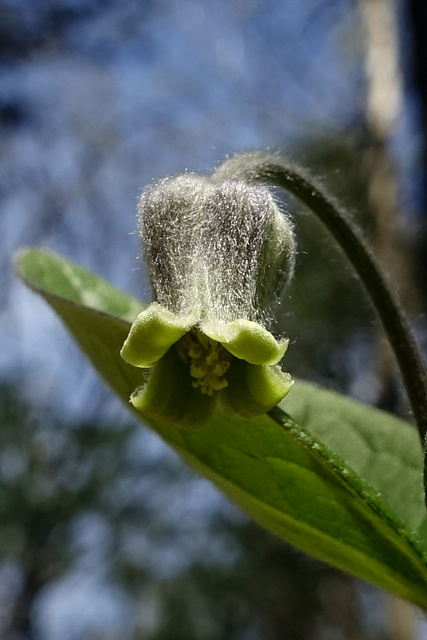 Clematis ochroleuca