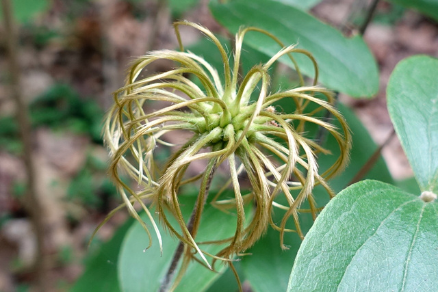 Clematis ochroleuca - fruit