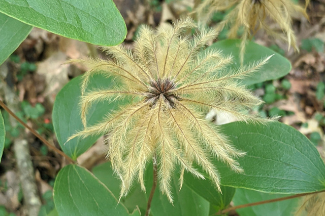 Clematis ochroleuca - fruit