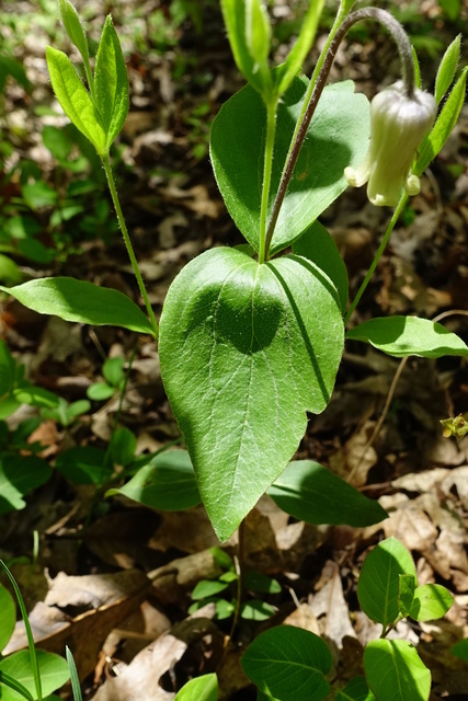 Clematis ochroleuca - leaves