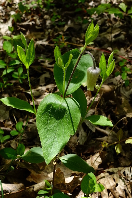 Clematis ochroleuca - plant