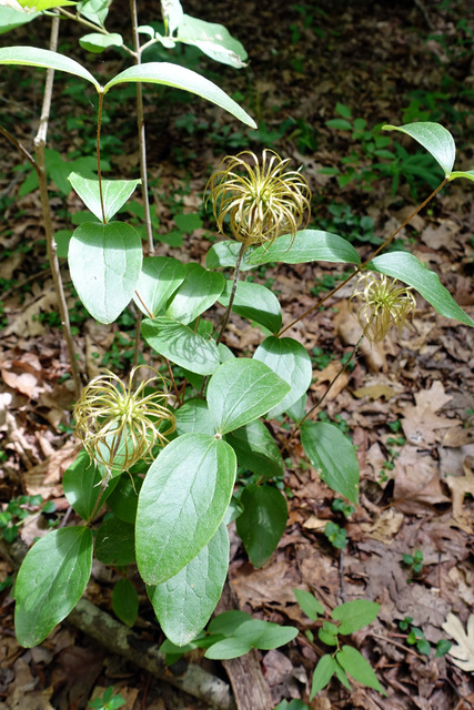 Clematis ochroleuca - plant