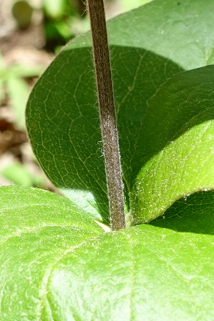 Clematis ochroleuca - stem