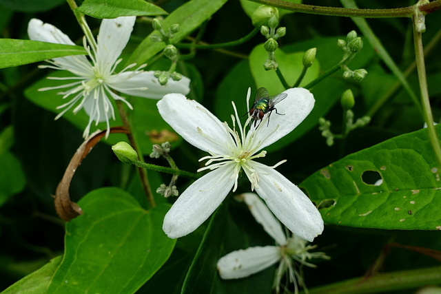 Clematis terniflora