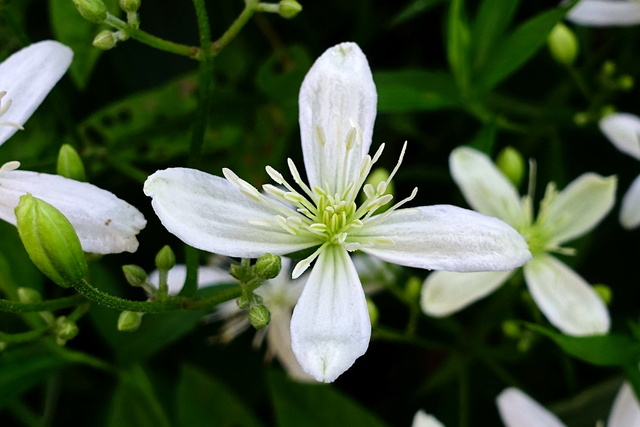 Clematis terniflora