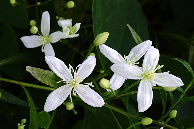 Clematis terniflora