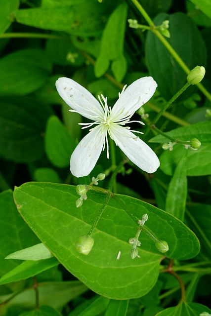 Clematis terniflora