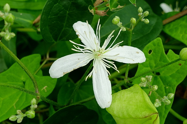 Clematis terniflora