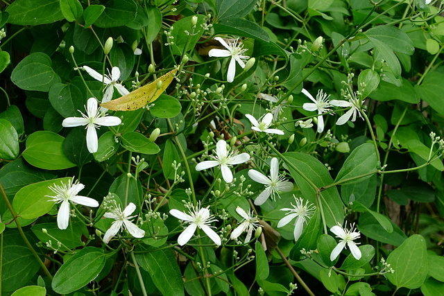 Clematis terniflora