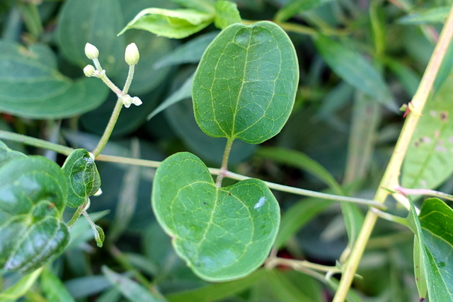 Clematis terniflora - leaves