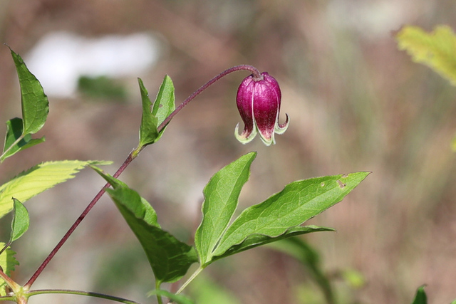 Clematis viorna