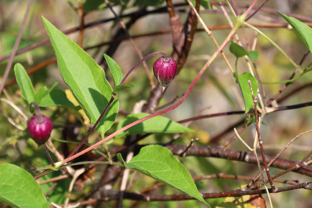 Clematis viorna