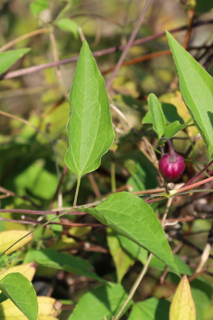 Clematis viorna - leaves