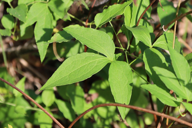 Clematis viorna - leaves