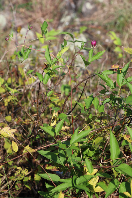 Clematis viorna - plant