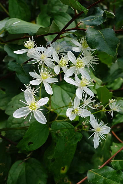 Clematis virginiana