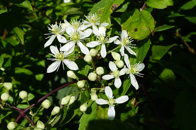 Clematis virginiana