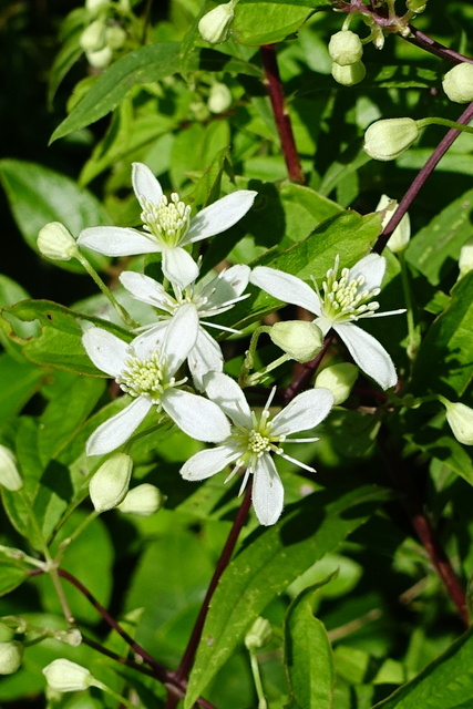 Clematis virginiana