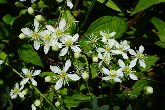 Clematis virginiana