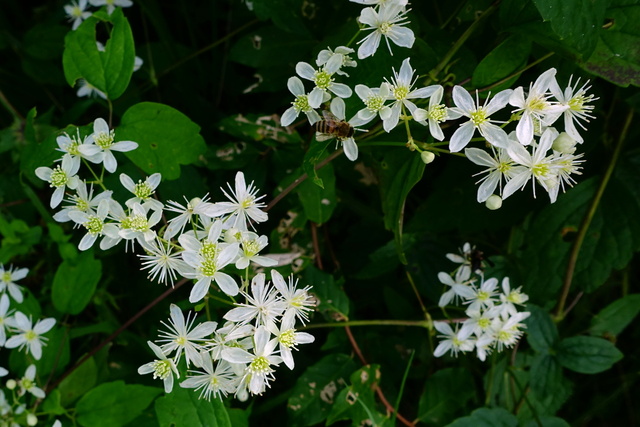 Clematis virginiana